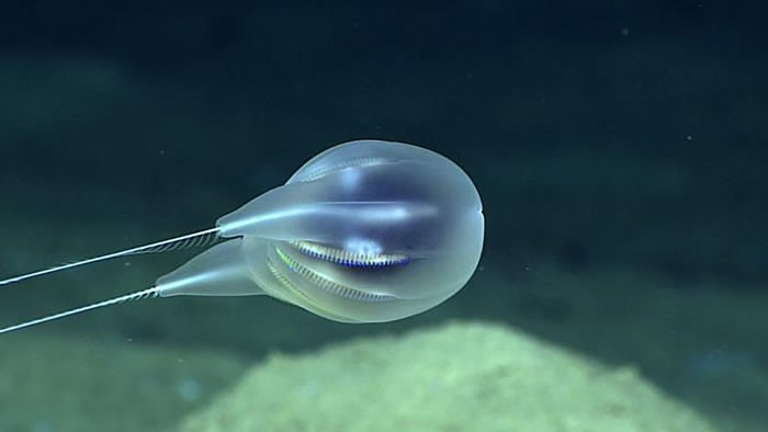 波多黎各附近深海发现新的栉水母Duobrachium sparksae