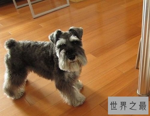 雪纳瑞好养吗？雪纳瑞优缺点大对比！