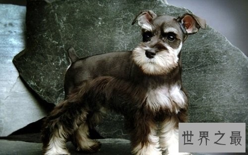 雪纳瑞好养吗？雪纳瑞优缺点大对比！