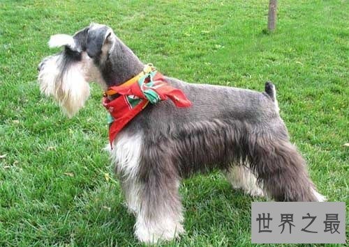 雪纳瑞好养吗？雪纳瑞优缺点大对比！