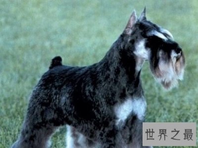 ​雪纳瑞好养吗？雪纳瑞优缺点大对比！