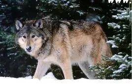 世界上最厉害的狼排名(世界上最强大的狼是什么狼)-1