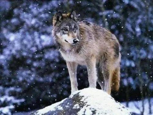 世界上最厉害的狼排名(世界上最强大的狼是什么狼)-1