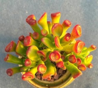 ​吸财树上盆一个月了还干瘪怎样处理（叶片发蔫褶皱补救技巧）