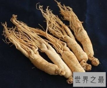 ​世界上最老的人参，被人们亲切的誉为千年参王