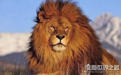 ​吉尼斯纪录最大的狮子，纪录可能将被破（体长3米）