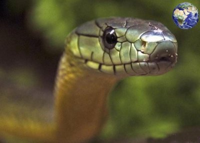 ​这个世界上有很多有毒的生物，比如我国民间传说的五毒，都是令人闻风丧胆