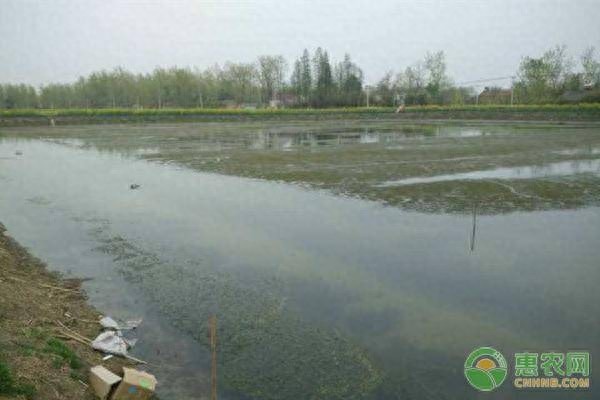 鱼塘水发黑解决办法(鱼塘水发黑是什么原因)