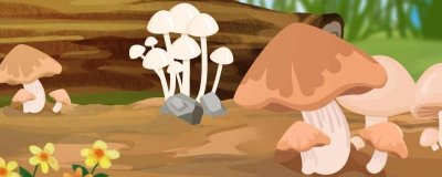 ​四大菌王是哪些