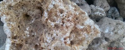 ​海浮石有什么作用 海浮石的功效与作用