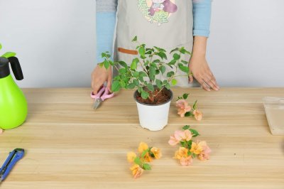 ​什么时候给三角梅换盆最适合，换盆后怎么养护