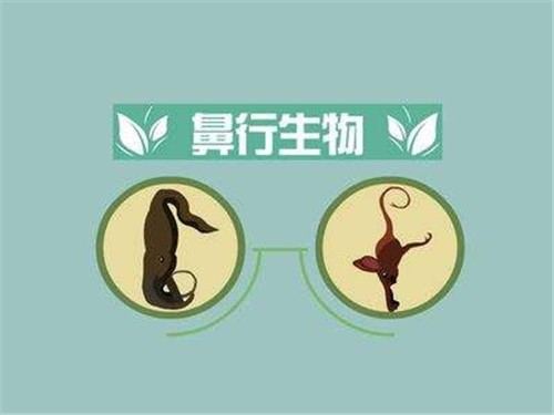 鼻行动物存在吗（鼻行动物长什么样）(1)_