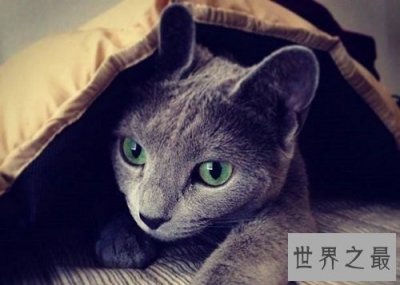 ​俄罗斯蓝猫冬日精灵，史上最粘人的猫星人！