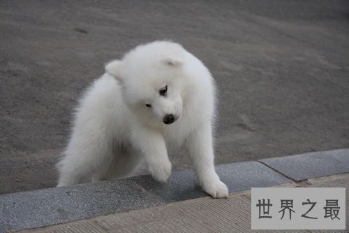 宠物美容那么流行，家里爱宠也要跟风吗？