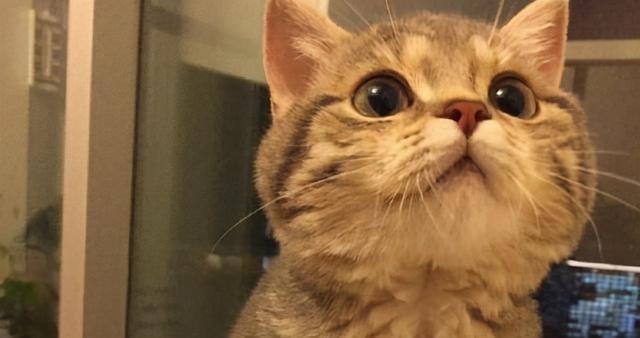 猫咪发出咕噜噜的声音是啥意思（猫咪发出咕噜声）(4)