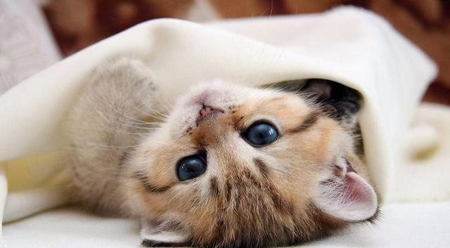 猫咪发出咕噜噜的声音是啥意思（猫咪发出咕噜声）(2)