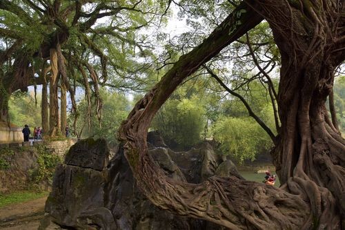 一、南澳古榕树群