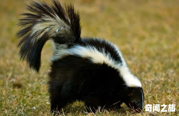 世界上最奇特的动物（我知道奇特的动物有哪些）(2)_