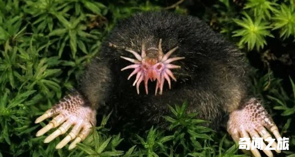 世界上最奇特的动物（我知道奇特的动物有哪些）(5)_