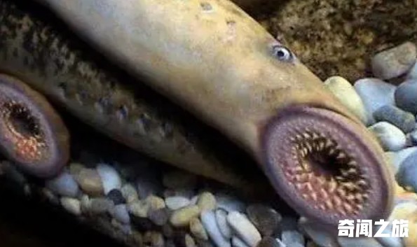 世界上最奇特的动物（我知道奇特的动物有哪些）(4)_