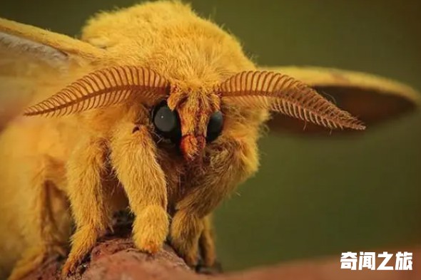 世界上最奇特的动物（我知道奇特的动物有哪些）(1)_