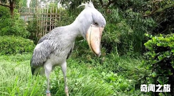 世界上最奇特的动物（我知道奇特的动物有哪些）(6)_