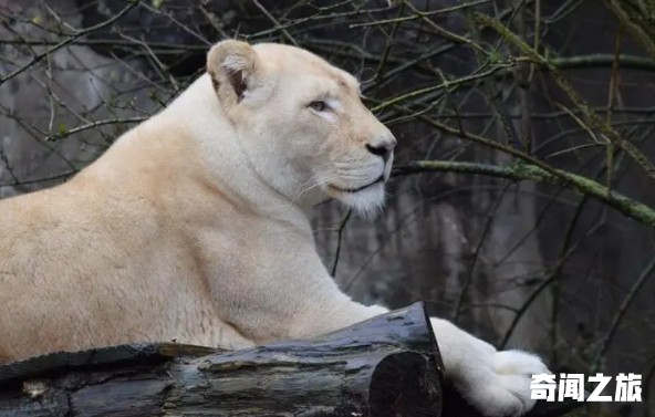 世界上最奇特的动物（我知道奇特的动物有哪些）(3)_