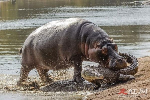 河马鳄鱼为什么不打架 为什么能共存