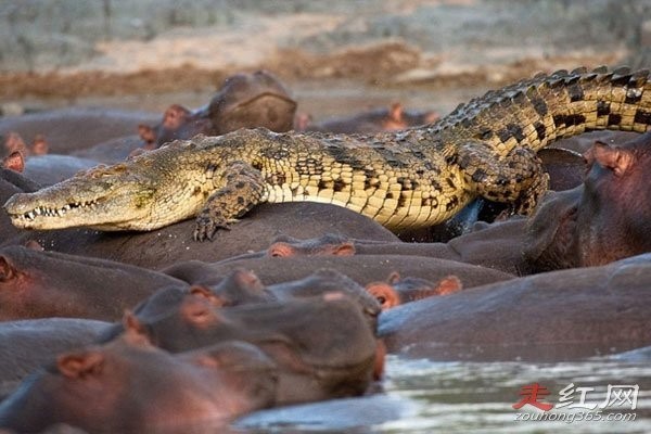 河马鳄鱼为什么不打架 为什么能共存