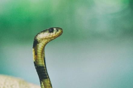 属蛇的哪天出生最好命 几号出生的属蛇人命好