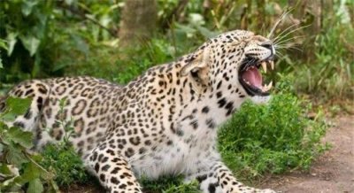 ​世界上最大的豹，波斯豹体型竟然那么庞大！