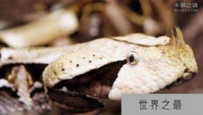 ​世界上毒牙最长的蛇 加蓬咝蝰蛇被它咬住就不会松口了