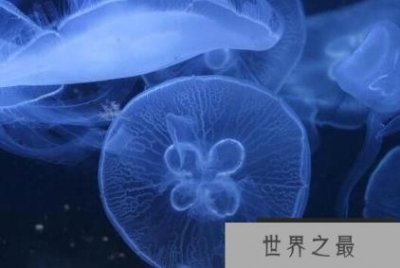 ​世界上最原始的桃花水母，5.5亿年前已诞生