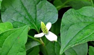 ​鱼腥草有什么作用和副作用(鱼腥草用药部位)