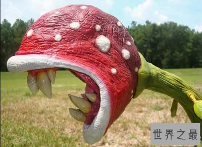 ​世界上最美最毒的花，食人花(吞噬10条生命开花1次)