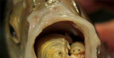 ​缩头鱼虱替代鱼舌头，世界上唯一共生的寄生虫