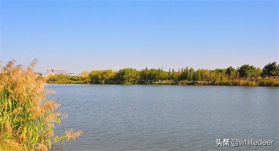 东莞国家城市湿地公园之 生态园风筝公园