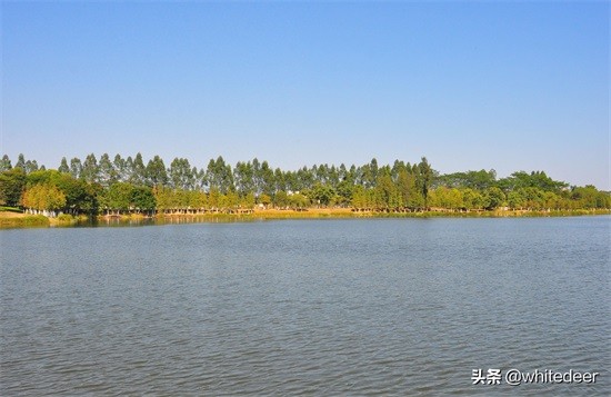 东莞国家城市湿地公园之 生态园风筝公园