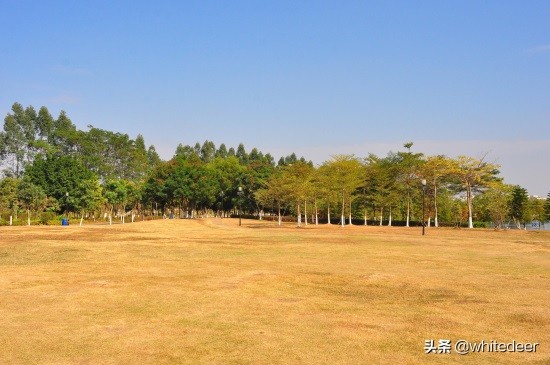 东莞国家城市湿地公园之 生态园风筝公园