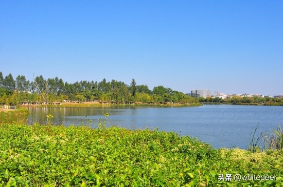 东莞国家城市湿地公园之 生态园风筝公园