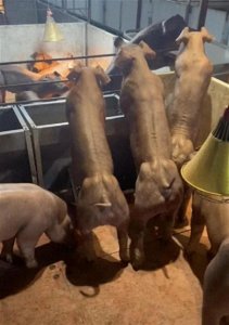 ​肌肉强壮的“健身猪”你见过吗？一头最高8万元！