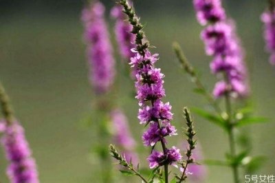 ​什么花的香味可以安神呢 薰衣草的香味有什么用呢