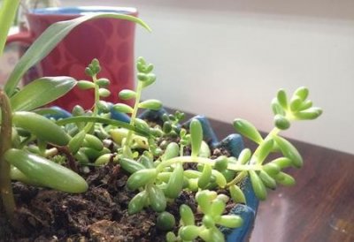 ​家里甲醛怎么去除(新家甲醛怎么去除)