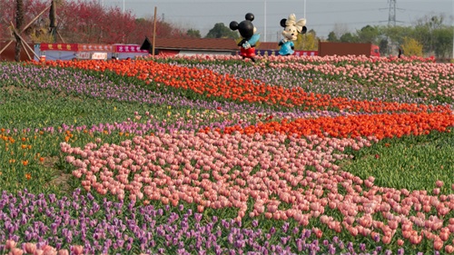 各色品种的郁金香，颜色艳丽，很值得观赏
