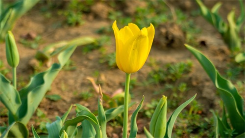 各色品种的郁金香，颜色艳丽，很值得观赏