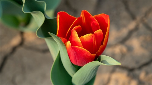 各色品种的郁金香，颜色艳丽，很值得观赏