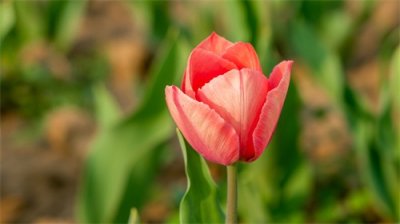 ​各色品种的郁金香，颜色艳丽，很值得观赏