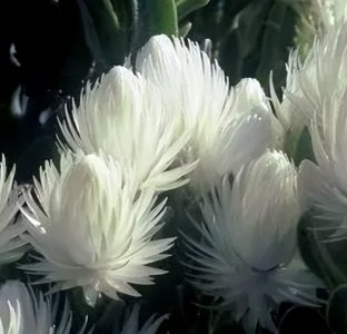 ​全球最漂亮罕见的花（全球公认最好看稀有的花名字）