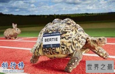 ​十大乌龟的世界之最，龟中博尔特打破短跑纪录