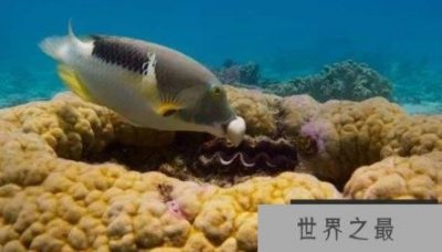 ​最聪明的鱼是什么鱼，世界上最聪明的两种鱼